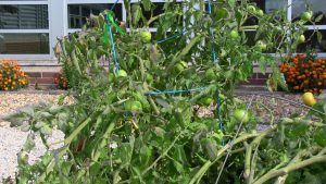 green tomatoes in Novak garden